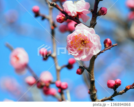梅の花（八重揚羽） 136894868