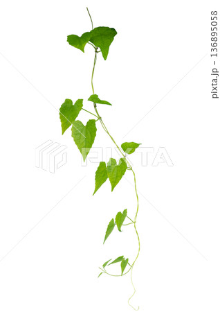 Green creeper plant frame isolated on transparent background for decoration PNG Green creeper plant frame isolated on transparent background for decoration PNG 136895058