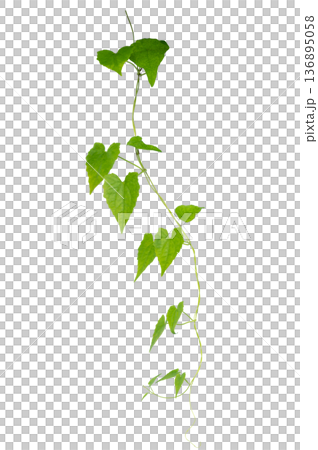 Green creeper plant frame isolated on transparent background for decoration PNG Green creeper plant frame isolated on transparent background for decoration PNG 136895058