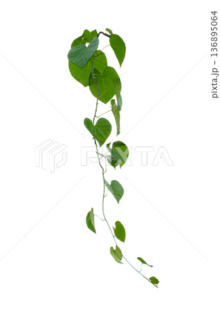Green creeper plant frame isolated on transparent background for decoration PNG Green creeper plant frame isolated on transparent background for decoration PNG 136895064