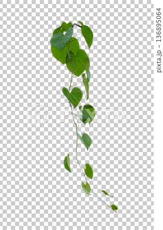 Green creeper plant frame isolated on transparent background for decoration PNG Green creeper plant frame isolated on transparent background for decoration PNG 136895064