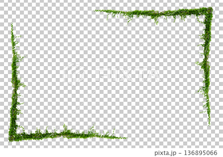 Green creeper plant frame isolated on transparent background for decoration PNG Green creeper plant frame isolated on transparent background for decoration PNG 136895066