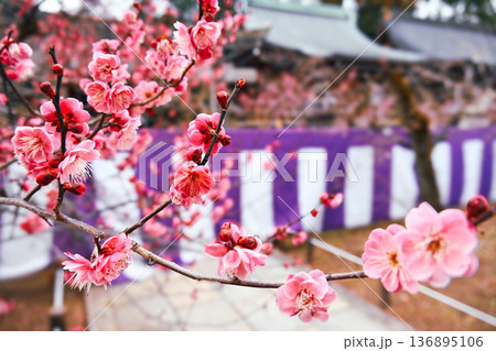 京都「北野天満宮」春に咲く梅の花 満開の紅梅 136895106