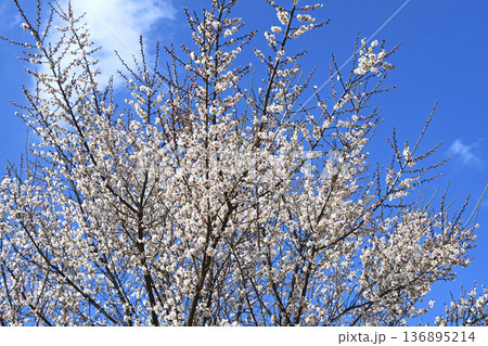 梅の花 136895214