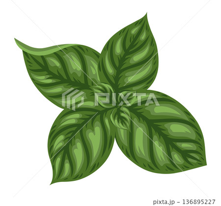 Basil leaf vector food illustration top view for market design. Herbal ingredient in cartoon doodle style for vegetable menu. Healthy fresh plant for cooking template or mediterranean cuisine element. 136895227