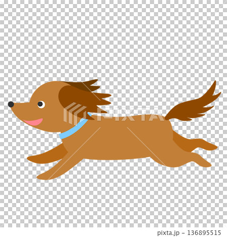 走るダックスフントのイラスト 走るダックスフントのイラスト 136895515