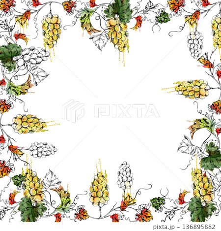 Vineyard foliage with ripe plump grape clusters hanging on curvy vines. Natural watercolor and ink square frame for culinary branding, wine bottle packaging, restaurant menus, tour travel brochures 136895882
