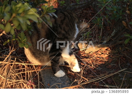 猫さんを撮影しました。 136895893