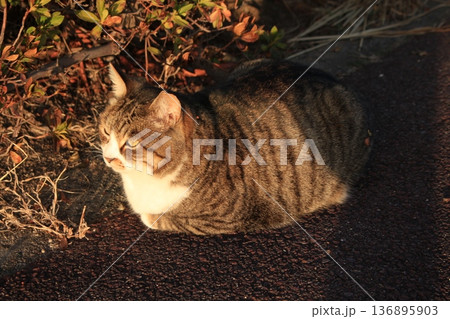 晩御飯を待ち続ける猫を撮影しました。 晩御飯を待ち続ける猫を撮影しました。 136895903