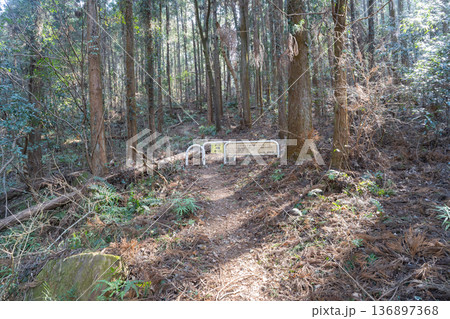 雀川ダム付近の雷電山の登山道(埼玉県比企郡ときがわ町) 雀川ダム付近の雷電山の登山道(埼玉県比企郡ときがわ町) 136897368
