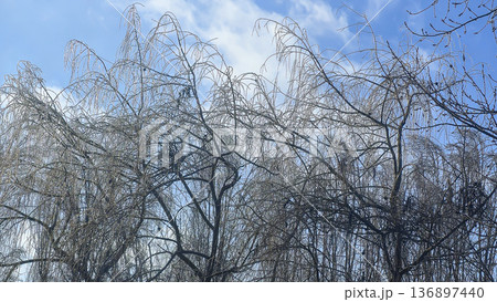 Tree branches covered in thick ice after freezing rain and winter storms. 136897440
