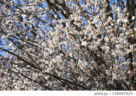 梅の花 136897624