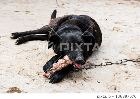 Domestic dog Domestic dog 136897670