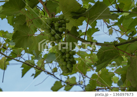 Unripe bunches of grapes. The concept of ripening 136897673