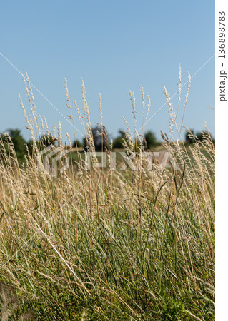 Kentucky bluegrass grows in a field under a clear sky with tall stems swaying in the breeze during the warm summer day Kentucky bluegrass grows in a field under a clear sky with tall stems swaying in the breeze during the warm summer day 136898783