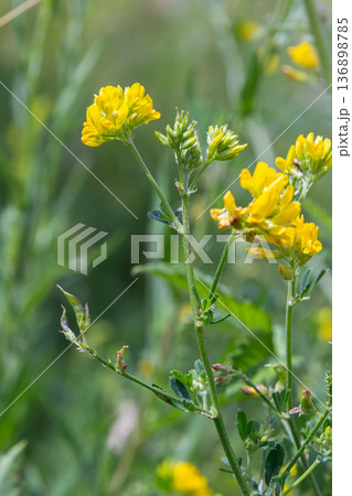 Black medic plant with yellow flowers grows in a field during the daytime in spring season providing food for pollinators and wildlife 136898785