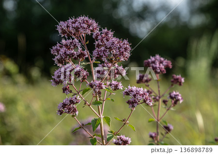 Wild marjoram blooms in a sunny field during late spring showcasing purple flowers and bright green leaves Wild marjoram blooms in a sunny field during late spring showcasing purple flowers and bright green leaves 136898789