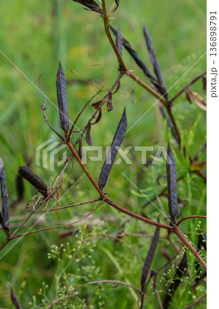 Common vetch climbing with tendrils in the field during late summer showing dark brown seed pods ready for harvest 136898791