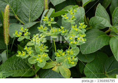 Euphorbia helioscopia grows among green leaves with yellow flowers during daylight in a garden setting 136898795