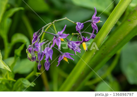 Climbing vine with purple flowers of Solanum dulcamara growing in a garden during the day in a natural setting Climbing vine with purple flowers of Solanum dulcamara growing in a garden during the day in a natural setting 136898797