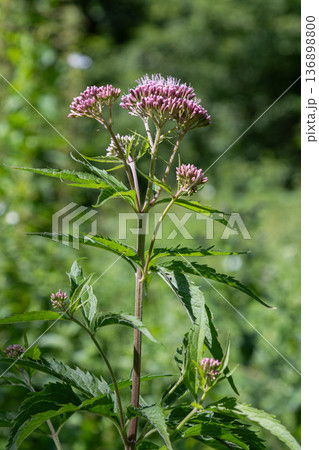 Eupatorium cannabinum growing in a natural setting with pink flowers under sunlight in a green landscape during summer Eupatorium cannabinum growing in a natural setting with pink flowers under sunlight in a green landscape during summer 136898800