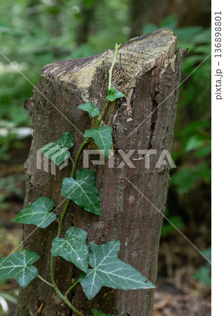English ivy grows on a wooden stump in a forest during daytime in the summer months showcasing its climbing nature and green foliage 136898801