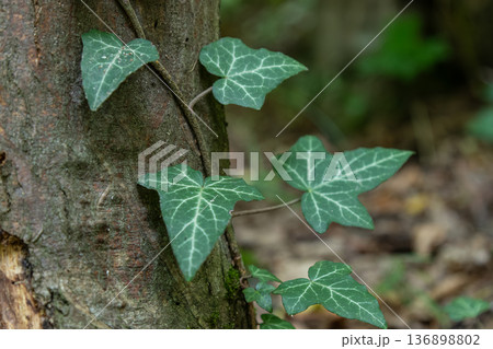 Climbing plants grow on tree trunk with green leaves and patterns in a natural setting during daylight hours in a forest area Climbing plants grow on tree trunk with green leaves and patterns in a natural setting during daylight hours in a forest area 136898802
