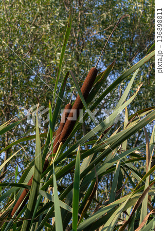 Lesser bulrush with brown flower spikes growing in wetland area during sunny day near a lake surrounded by green vegetation Lesser bulrush with brown flower spikes growing in wetland area during sunny day near a lake surrounded by green vegetation 136898811