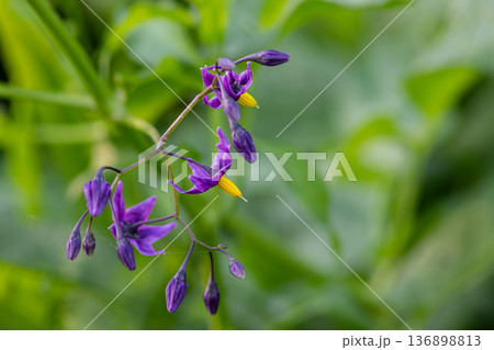 Bittersweet nightshade vine with purple flowers growing among green foliage in a garden setting during springtime Bittersweet nightshade vine with purple flowers growing among green foliage in a garden setting during springtime 136898813