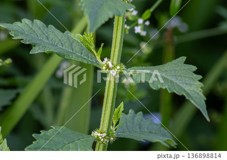 Mentha arvensis plant displaying purple whorls and small white flowers on a sunny day in a field during late spring 136898814