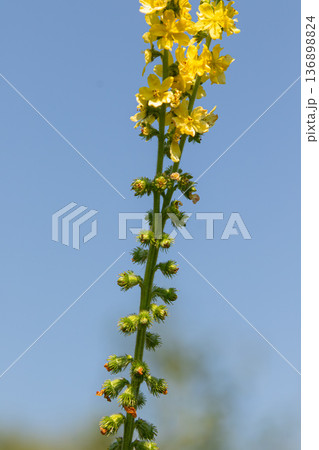 Agrimony plant with yellow flower spikes growing under a clear sky in a natural setting 136898824