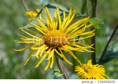 Elecampane plant displays vibrant yellow flowers in a natural setting during daytime in a green area with surrounding foliage 136898826