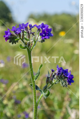 Bright blue flowers of Lycopsis arvensis grow in a field during the day in a natural setting with green plants and blue sky in the background 136898829