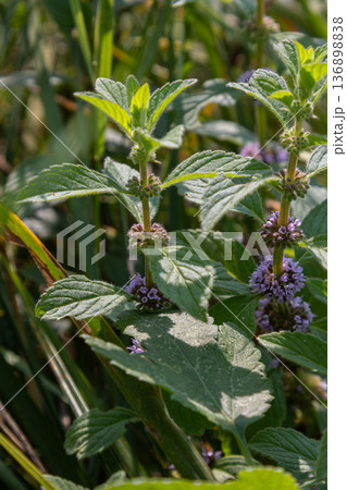 Mentha arvensis growth with purple whorls in summer sunlight among green grass in a field Mentha arvensis growth with purple whorls in summer sunlight among green grass in a field 136898838