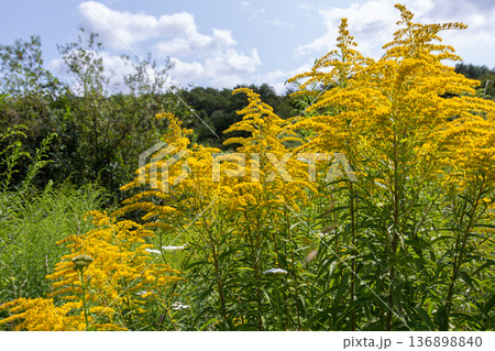 Bright yellow plumes of Solidago canadensis growing in a field under a cloudy blue sky in late summer near a wooded area 136898840