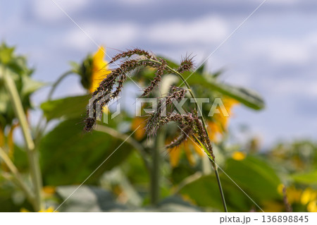 Cockspur grass with thick flower heads in a field under a clear sky during the day 136898845