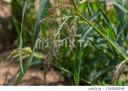 Robust annual grass with thick flower heads and long awns growing in a field during daytime beneath clear skies 136898846