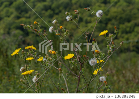 Prickly lettuce and compass plant growing in a field with yellow flowers and tufted seeds under natural light in summer Prickly lettuce and compass plant growing in a field with yellow flowers and tufted seeds under natural light in summer 136898849