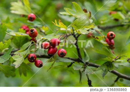 Common hawthorn showing red fruits and green leaves on a thorny shrub in a natural setting during late spring or early summer Common hawthorn showing red fruits and green leaves on a thorny shrub in a natural setting during late spring or early summer 136898860