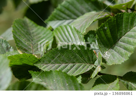 Leaves of Alnus glutinosa a deciduous tree with notched leaf edges and cone-like fruits found in various regions during the growing season Leaves of Alnus glutinosa a deciduous tree with notched leaf edges and cone-like fruits found in various regions during the growing season 136898861