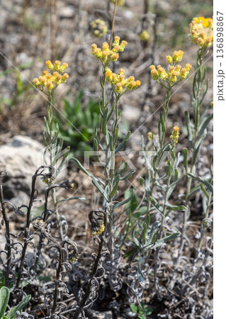 Dwarf Everlast plant Helichrysum arenarium with yellow dry flowers growing among rocks in a natural area during daytime 136898867