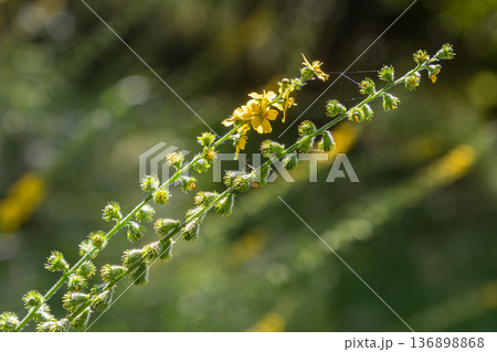 Agrimonia eupatoria herb with yellow flower spikes growing naturally in a field during daylight hours Agrimonia eupatoria herb with yellow flower spikes growing naturally in a field during daylight hours 136898868