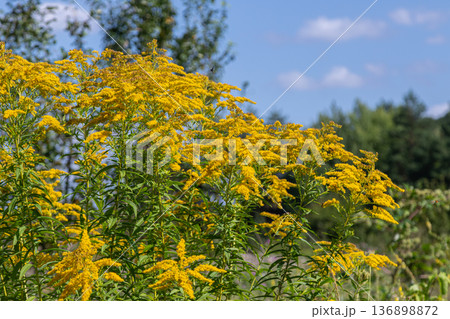 Bright yellow plumes of Canadian goldenrod grow tall in a field under the blue sky during late summer afternoons 136898872