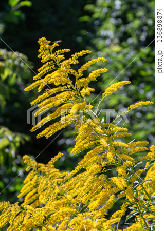Canadian goldenrod blooms with yellow plumes in a natural setting under sunlight during the summer season Canadian goldenrod blooms with yellow plumes in a natural setting under sunlight during the summer season 136898874