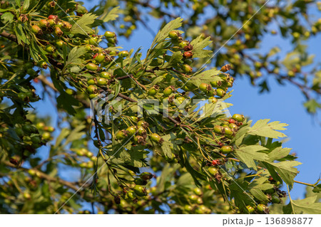 Common hawthorn tree with red fruits and green leaves in a bright blue sky during late summer 136898877