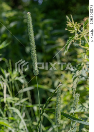 Timothy grass grows in a field surrounded by other plants during daylight in a natural setting 136898878