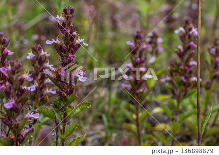 Small perennial plant with pink flowers found in a wild setting at midday during springtime near a garden path 136898879