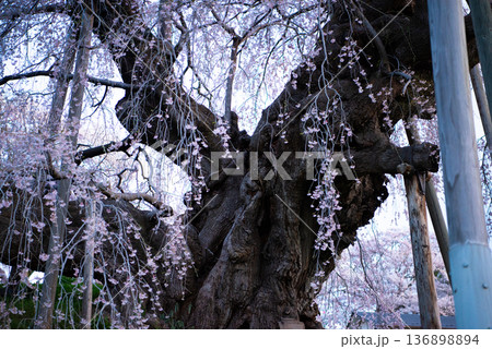 三春滝桜 福島県田村郡三春町 三春滝桜 福島県田村郡三春町 136898894