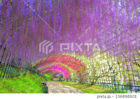 【福岡県】河内藤園の満開の藤のトンネル 136898928