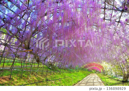 【福岡県】河内藤園の満開の藤のトンネル 136898929